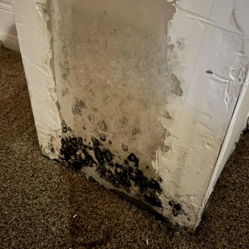 Professional Mold Removal in Howard County, MD